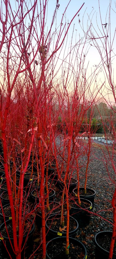Japanese Maple Coral Bark