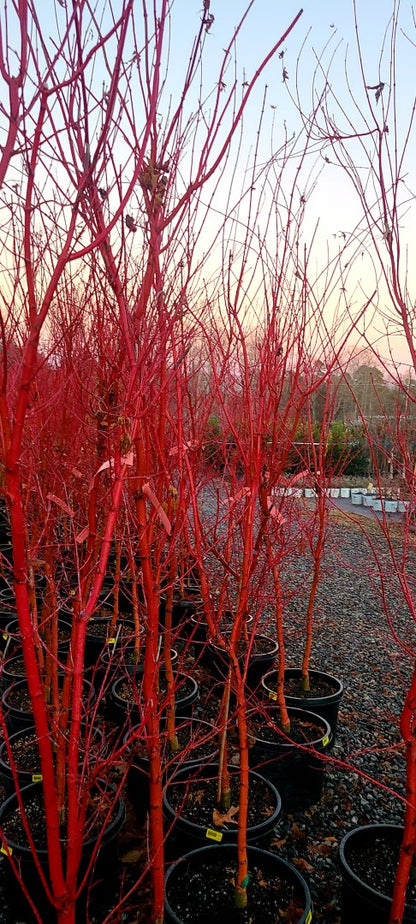 Japanese Maple Coral Bark
