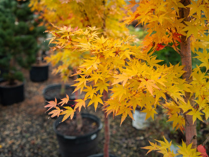 Japanese Maple Coral Bark