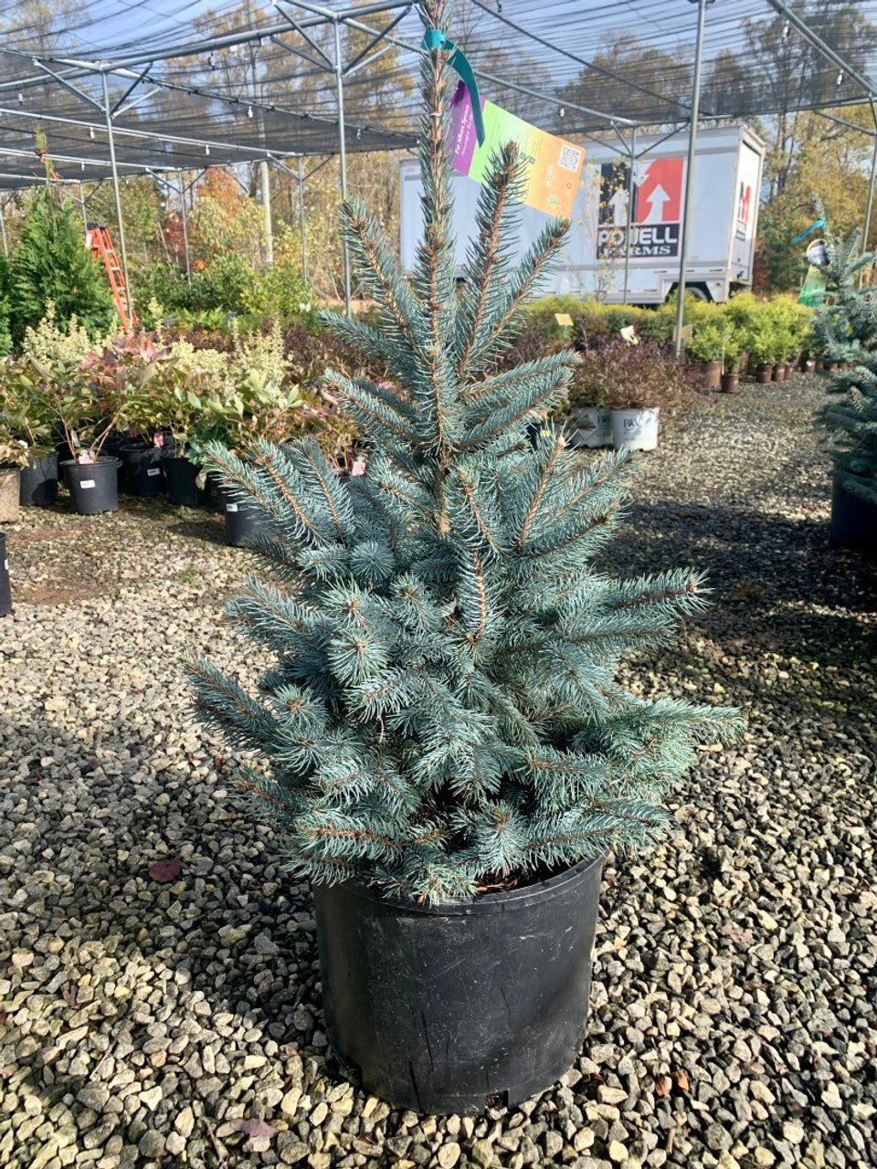 Fat Albert Blue Spruce