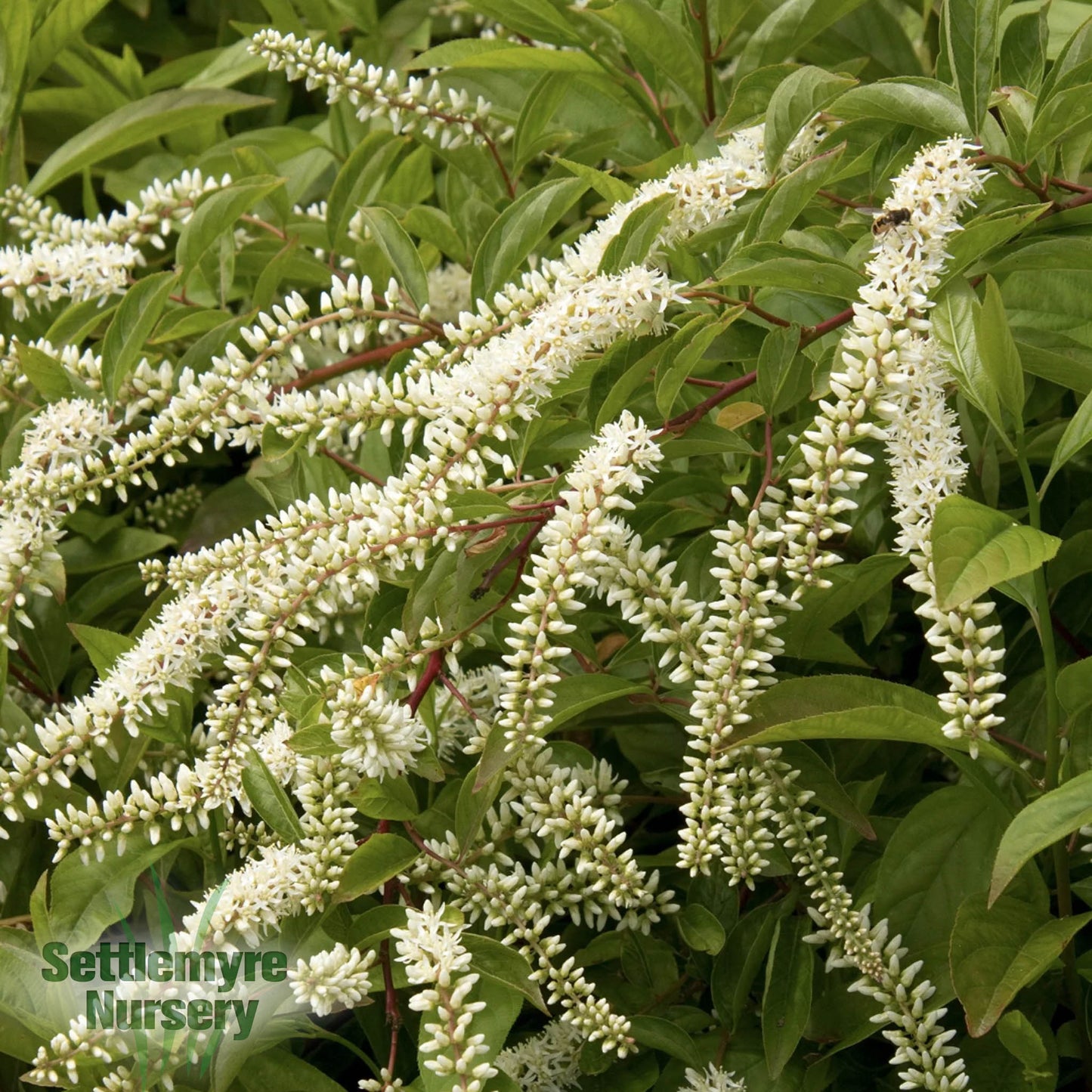 Itea Henrys Garnet