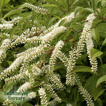 Itea Henrys Garnet