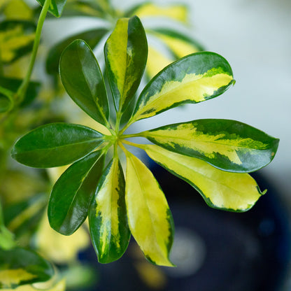 Schefflera 8