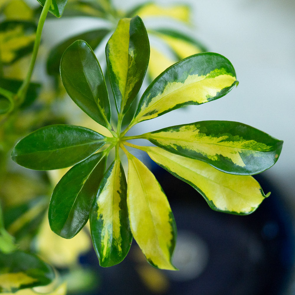 Schefflera 8