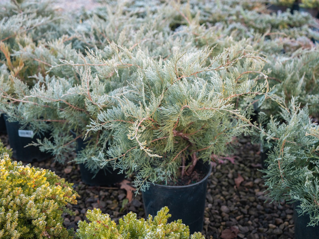 Grey Owl Juniper