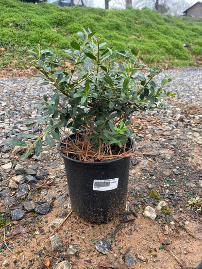 Hoogendorn Japanese Holly