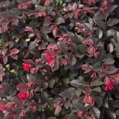 Loropetalum Purple Daydream 3 Gallon