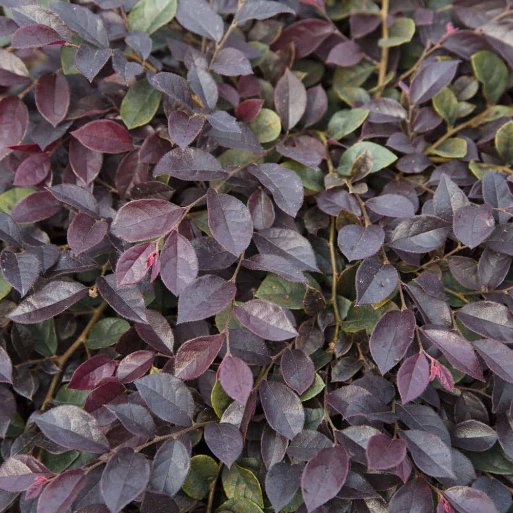 Loropetalum Purple Daydream 3 Gallon