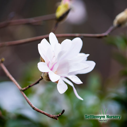 Magnolia Royal Star White 7 Gallon