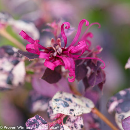 Loropetalum Jazz Hands