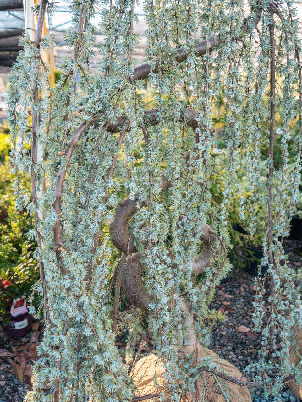 Weeping Atlas Cedar
