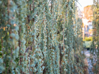 Weeping Atlas Cedar