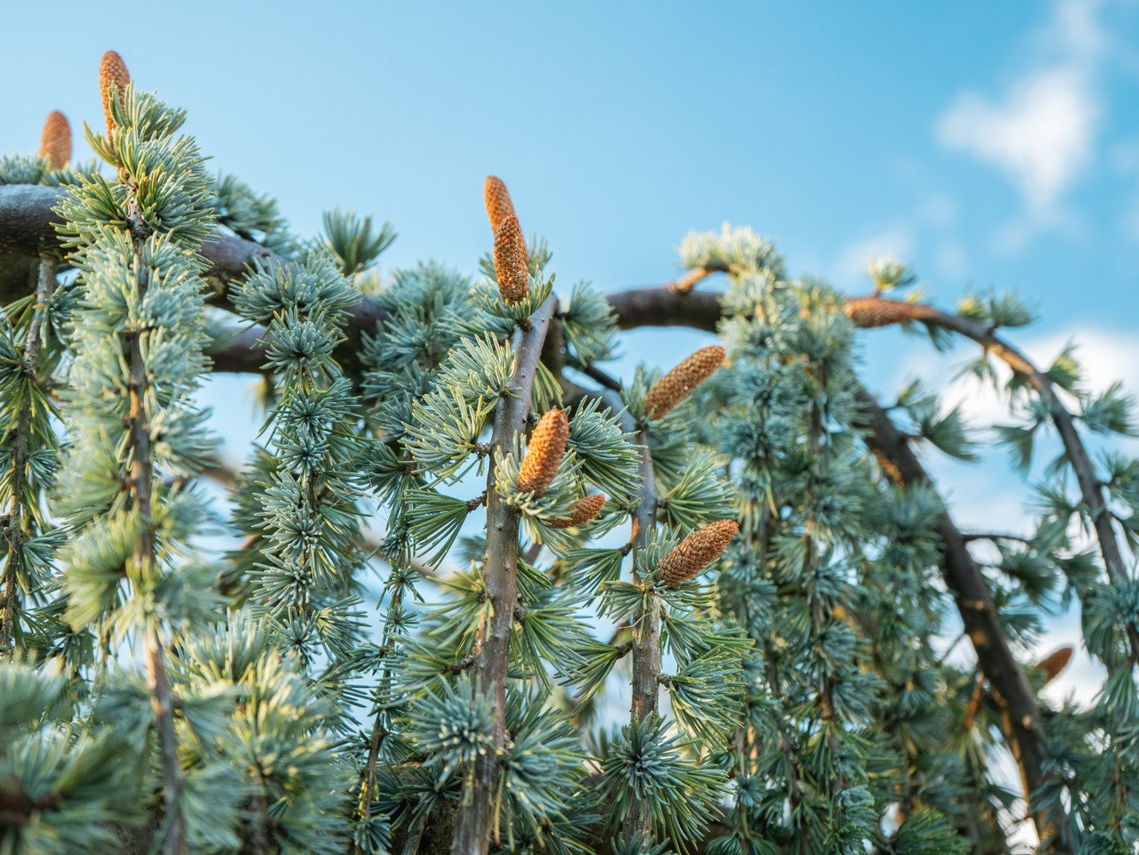 Weeping Atlas Cedar
