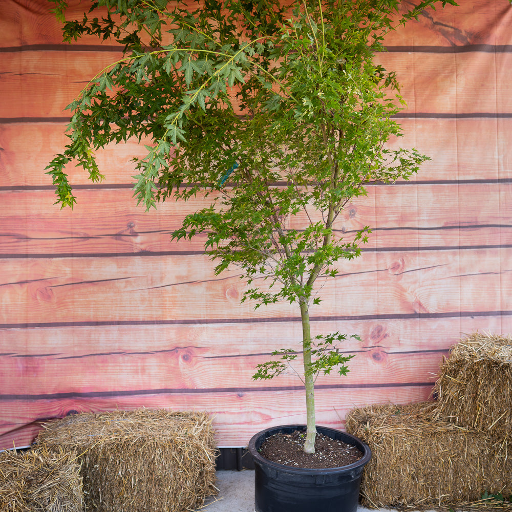 Japanese Maple Coral Bark