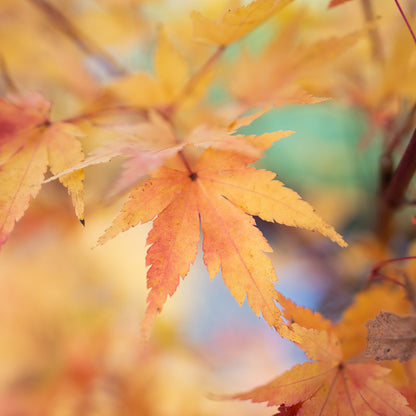 Japanese Maple Coral Bark