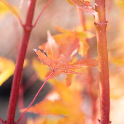 Japanese Maple Coral Bark
