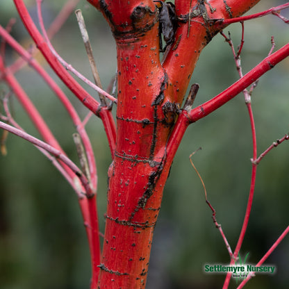 Japanese Maple Coral Bark
