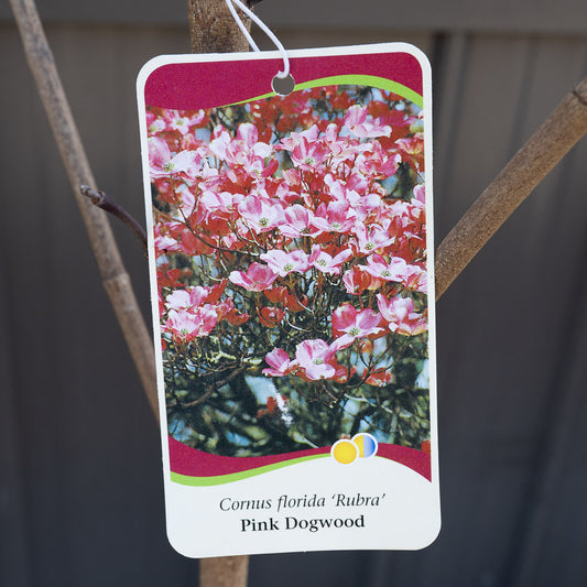 Dogwood Cornus Florida 2G