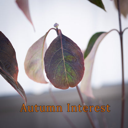 Dogwood Cornus Florida 2G