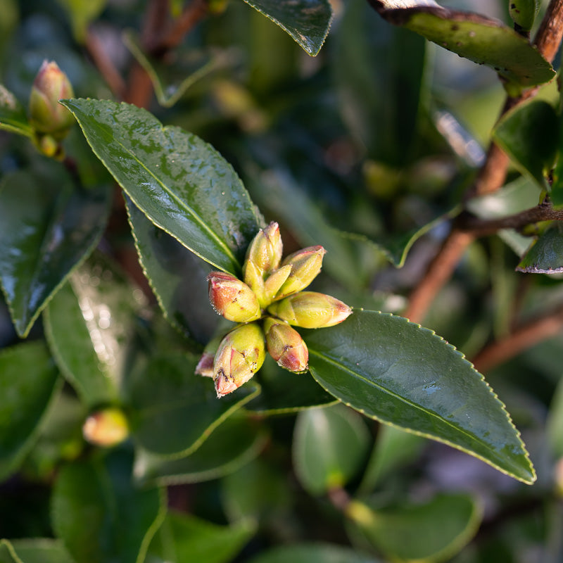 Camellia Kanjiro Sasanqua 3 Gallon