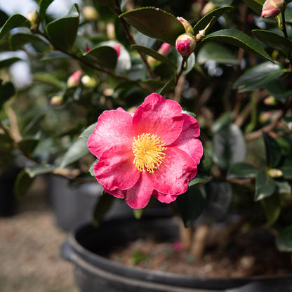 Camellia Kanjiro Sasanqua 3 Gallon