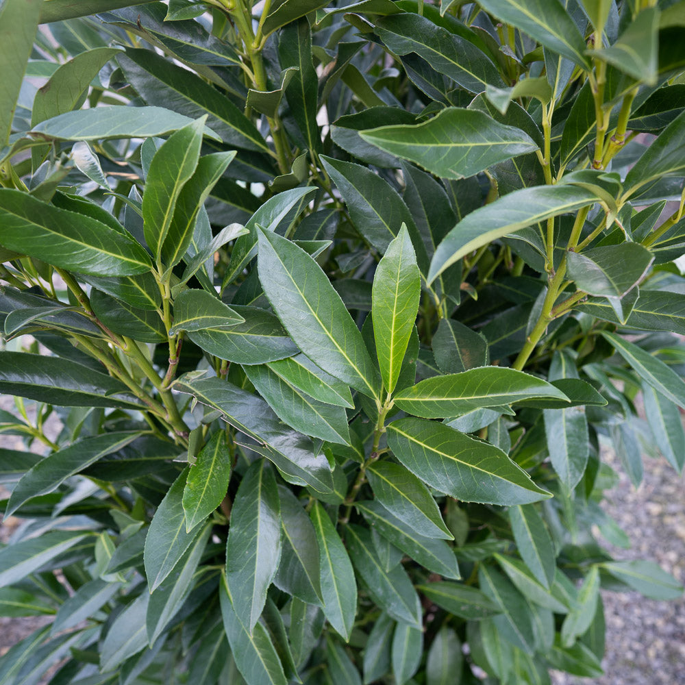 Schipkaensis 'Schip' Laurel