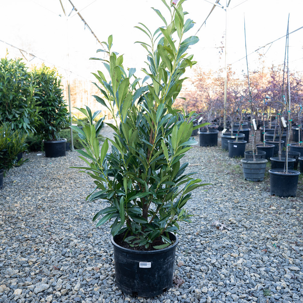 Schipkaensis 'Schip' Laurel in landscape