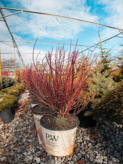 Arctic Fire Dogwood