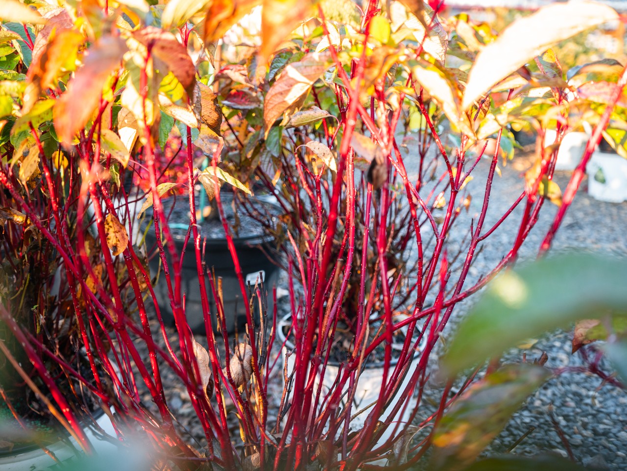 Arctic Fire Dogwood