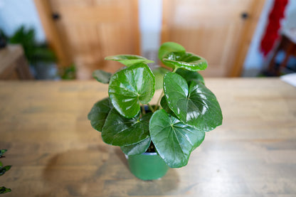 Tractor Seat Plant
