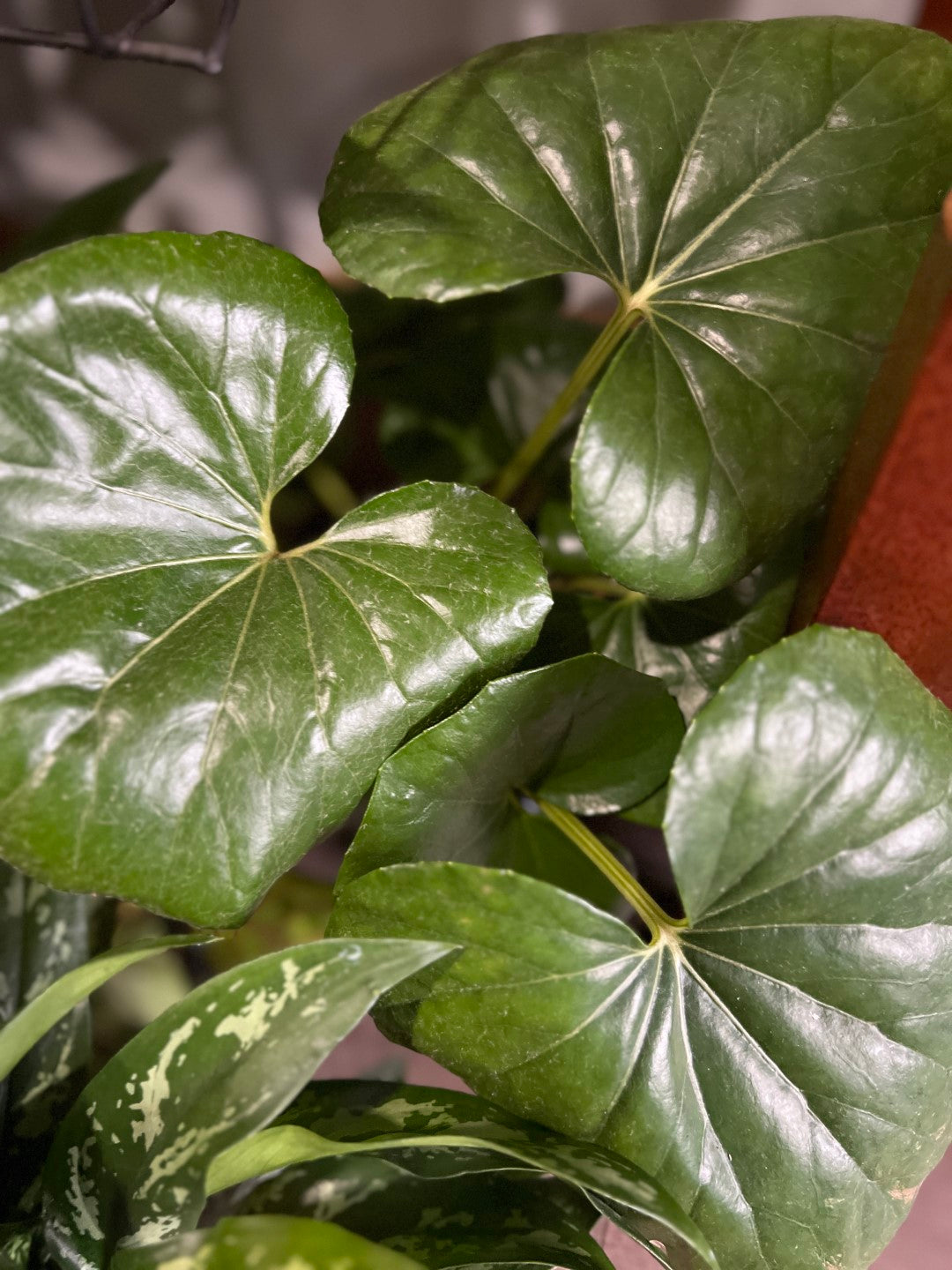 Tractor Seat Plant