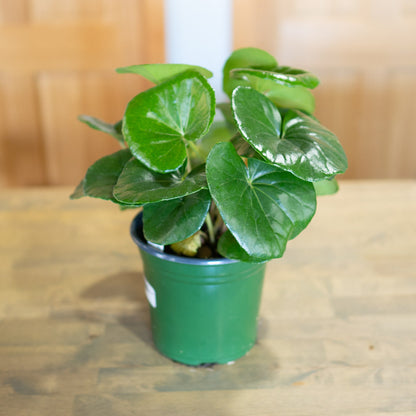 Tractor Seat Plant