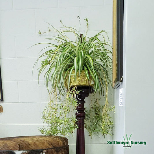 Spider plant hanging basket for house or office