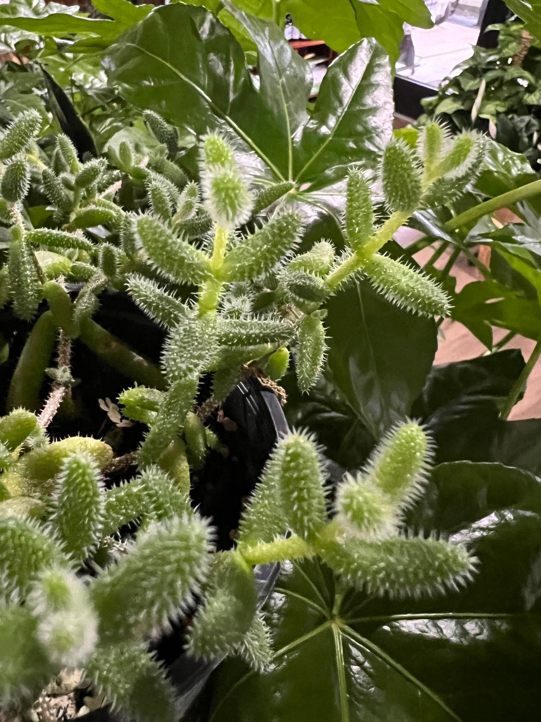 Succulent Pickle Plant 4