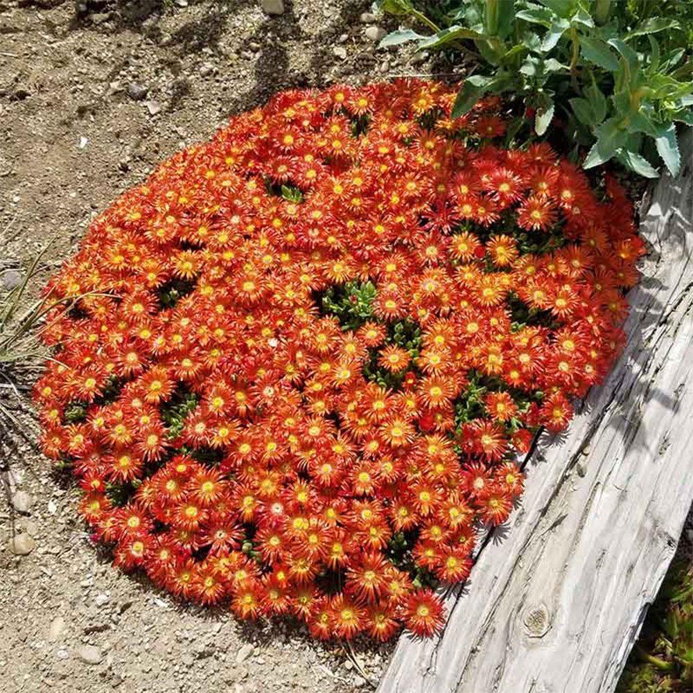 Ice Plant 1 gallon