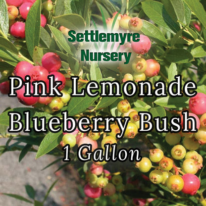 Blueberry Pink Lemonade