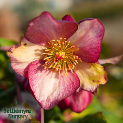 Helleborus Lenten Rose Ice N' Roses® Rose