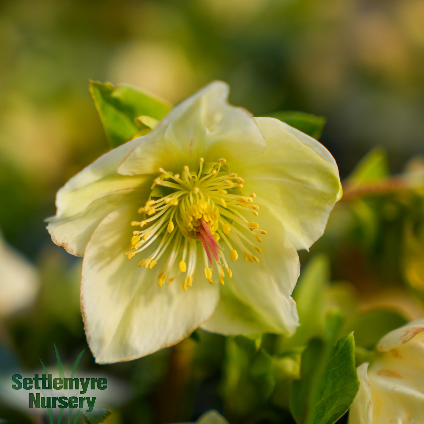 Helleborus Lenten Rose Ice N' Roses® White