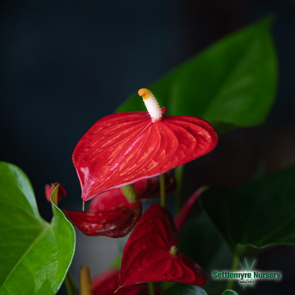 Anthurium