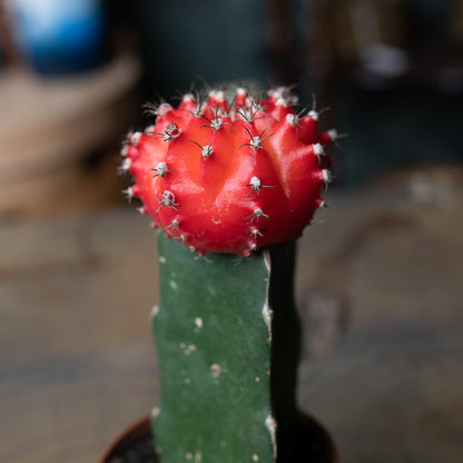 Grafted Moon Cactus