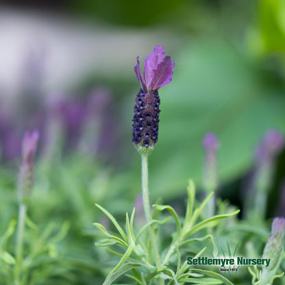 Lavender 8