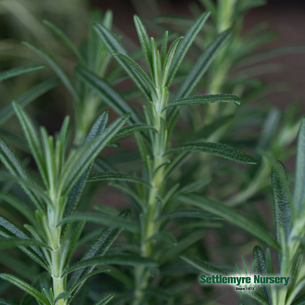 Rosemary 6.5