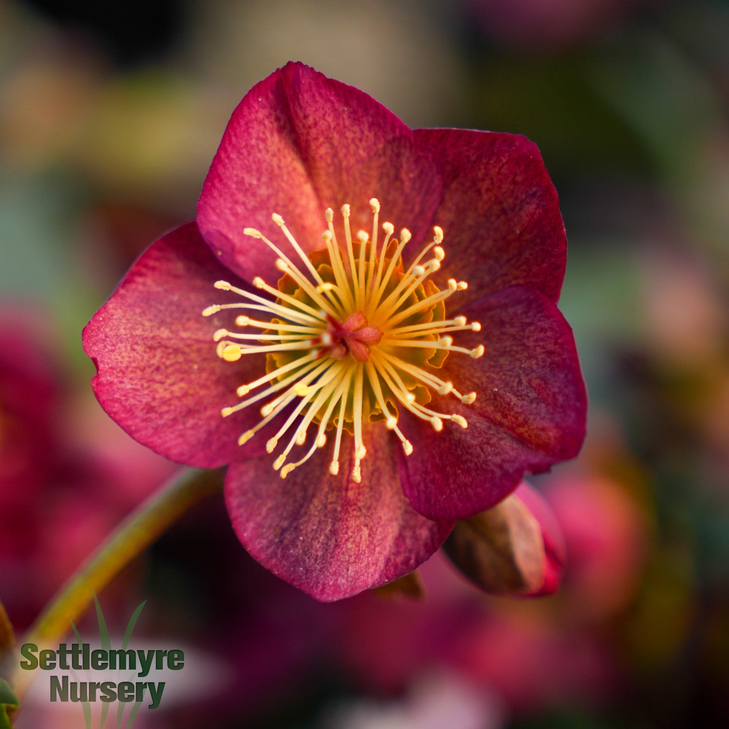Helleborus Lenten Rose Ice N' Roses® Red