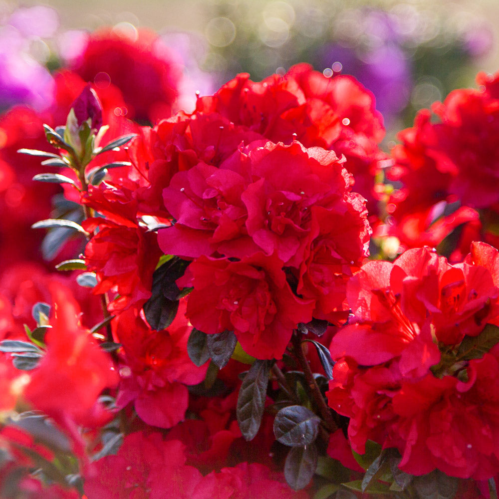 Autumn Fire Encore Azalea with reblooming fiery red blooms