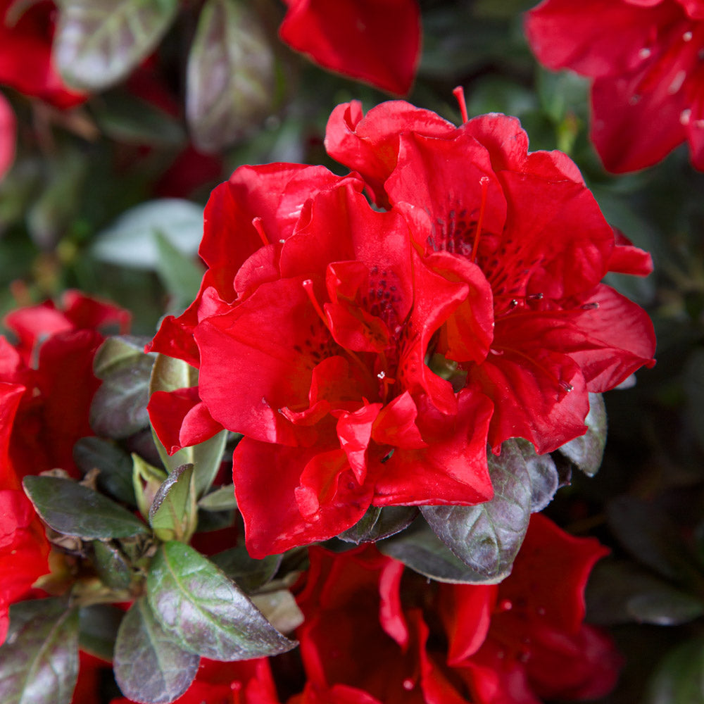 Autumn Fire Encore Azalea with reblooming fiery red blooms