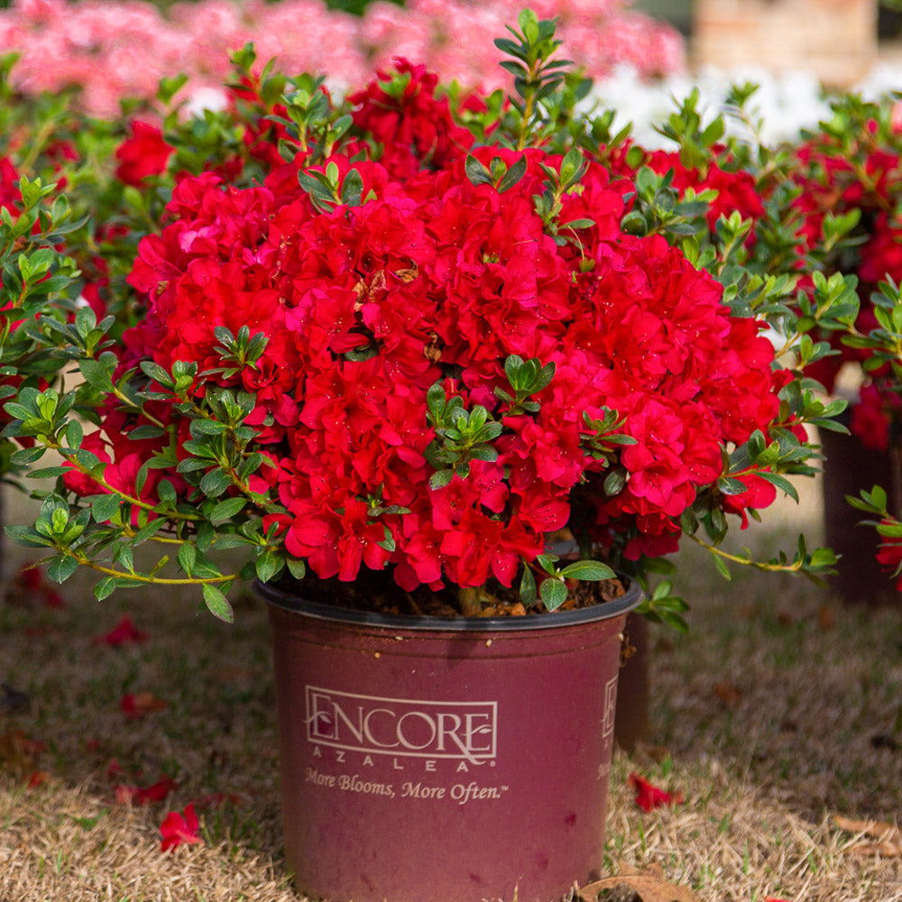 Azalea Encore Autumn Fire Azalea