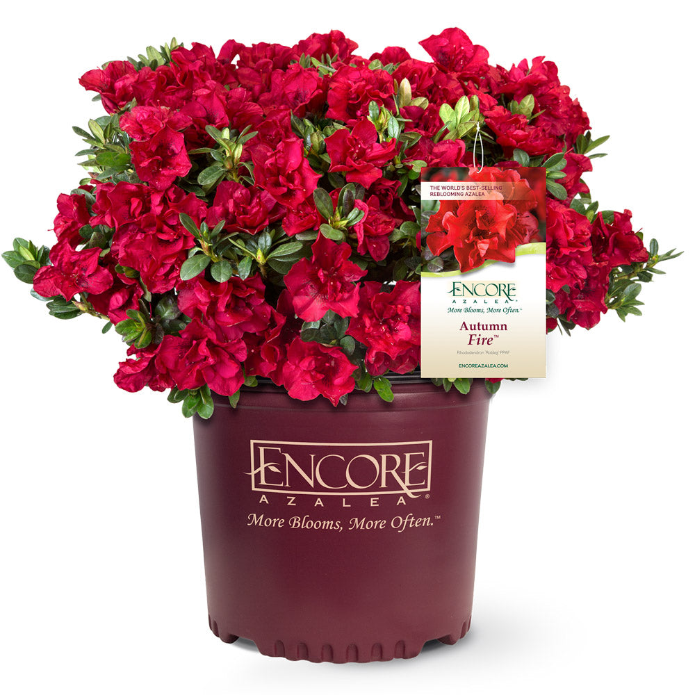 Azalea Encore Autumn Fire Azalea