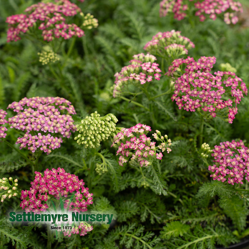 Yarrow Assorted #1