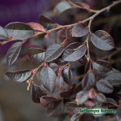 Loropetalum Crimson Fire 3G First Editions