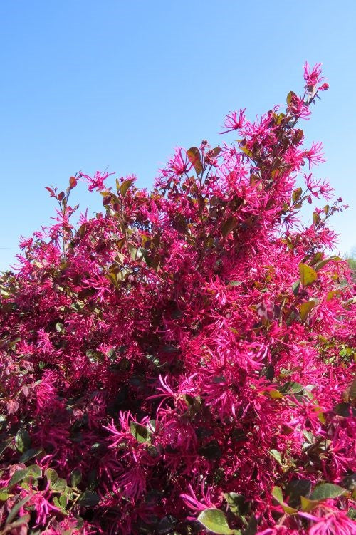 Loropetalum Crimson Fire 3G First Editions